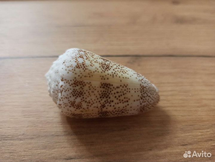 Морская раковина