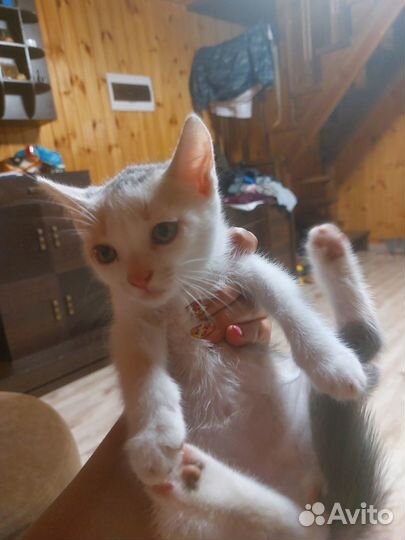 Отдам даром бесплатно котят