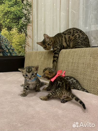 Бенгальские котята