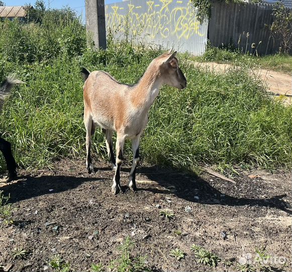 Коза дойная
