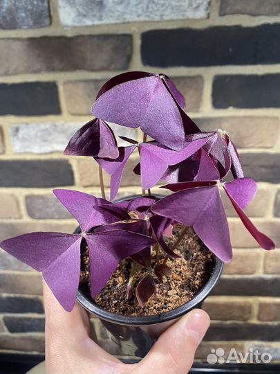 Кислица (оксалис)