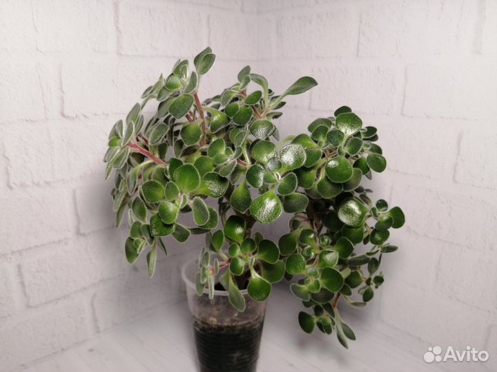 Комнатные растения аихризон, фикус, хлорофитум