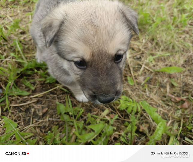 Отдаю бесплатно