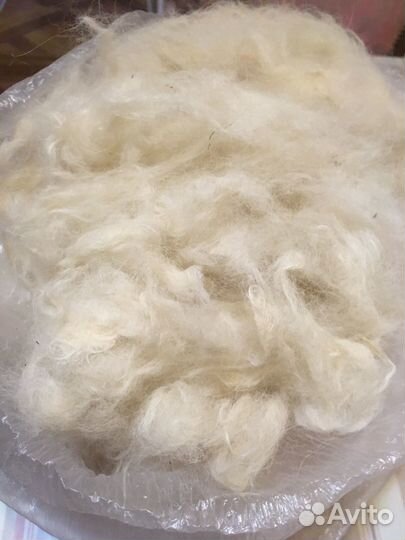 Собачья шерсть самоеда