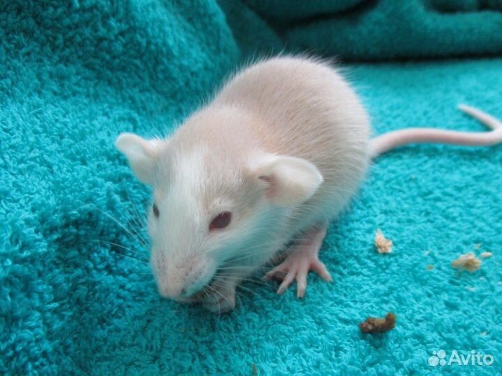 Крысята Дамбо