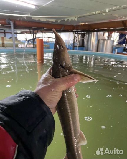Живая рыба для пруда/для узв