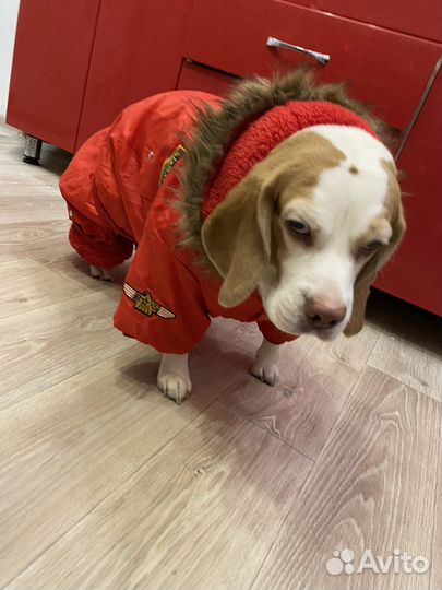 Зимний костюм для собак
