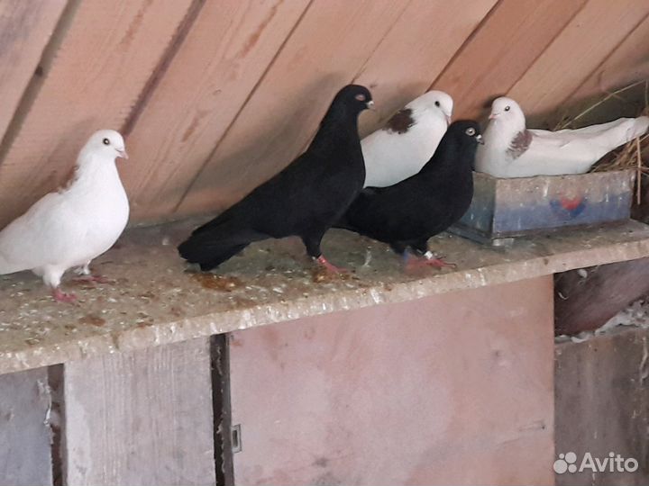 Голуби высоколетные