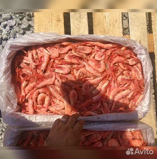 Креветка Северная