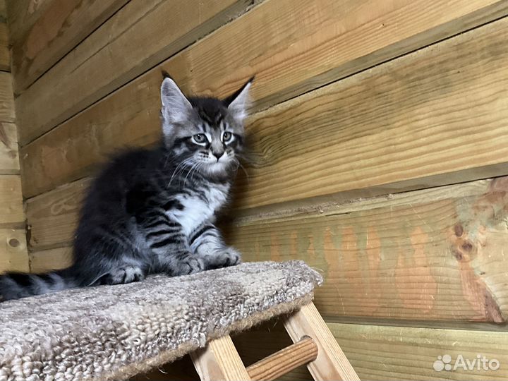 Котята мейн-кун