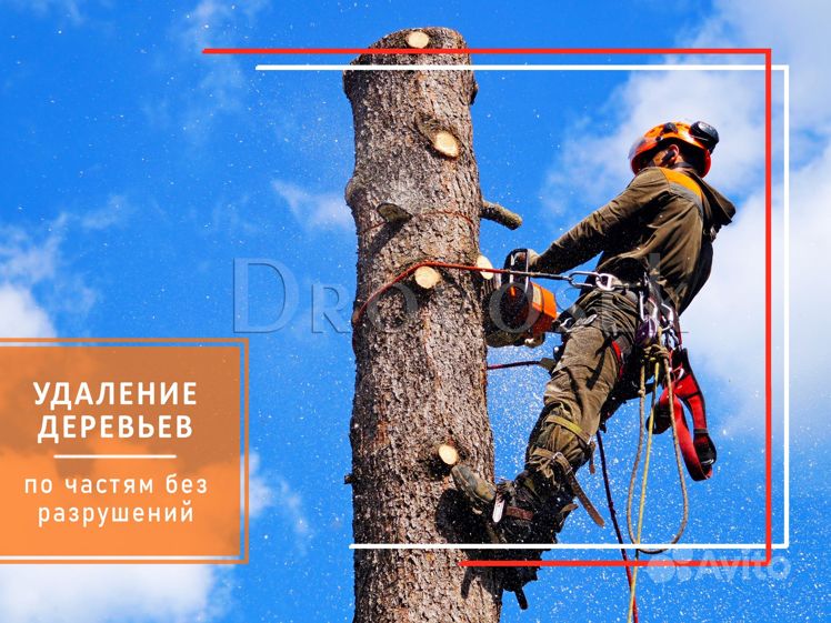 Дровосек удаление деревьев. Спил дерева арборист. спил и кронирование деревьев. валка деревьев. вырубка аварийных деревьев.