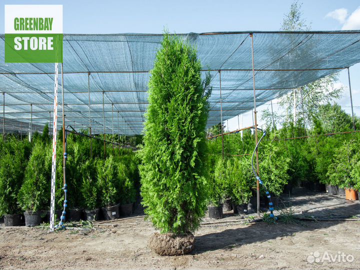 Туи колумна 200 см свежая копка 2023