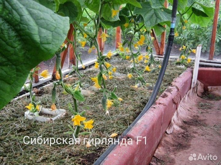 Семена удивительного гибрида огурца