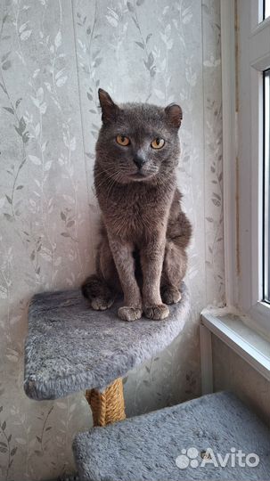 Кот в добрые руки