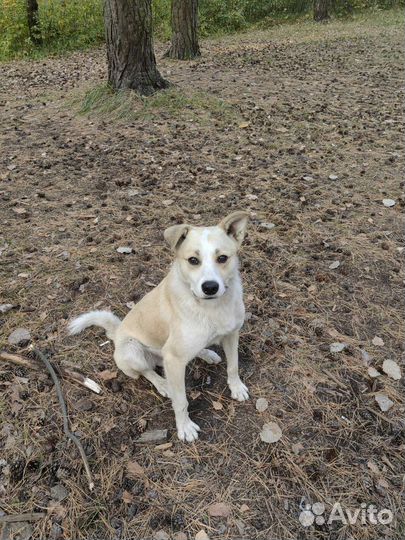 Собака в добрые руки