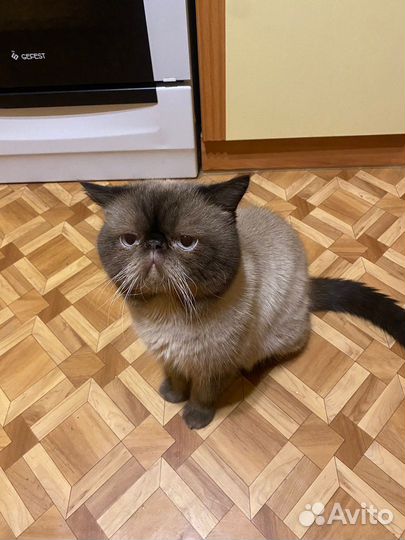 Экзотический кот вязка