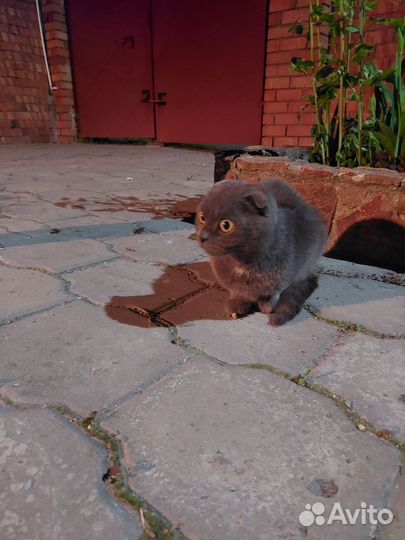 Британская вислоухая кошка