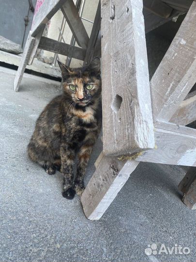 Кошечка ищет дом