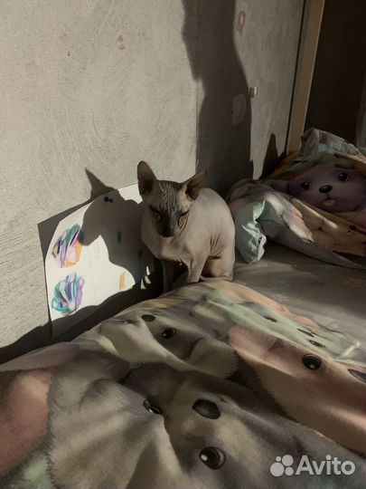 Донской сфинкс