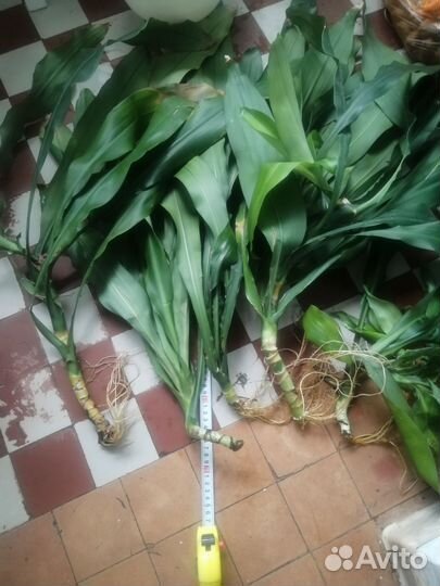 Пальма комнатная, драцена огромная
