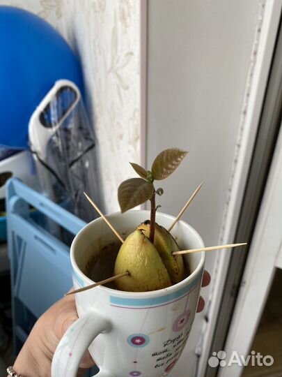 Авокадо растение