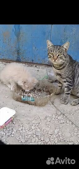 Ищем дом бездомным