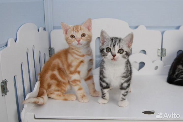 Американская короткошерстная кошка