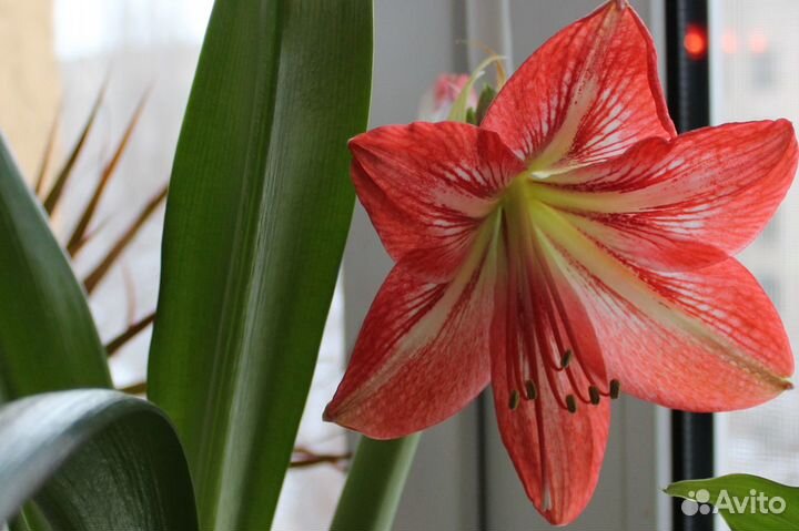 Гиппеаструм Луковицы