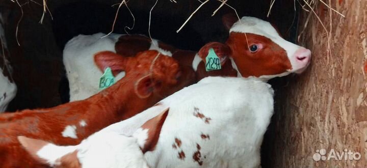 Телята с бесплатной доставкой