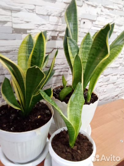 Сансевиерия