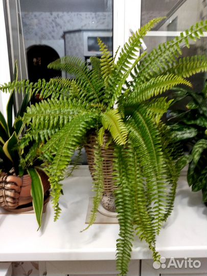 Папоротник комнатный, или нефролепис
