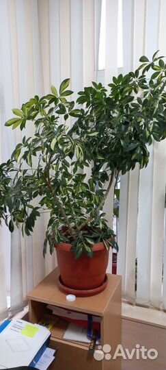 Цветок шефлера