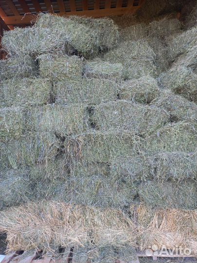 Сено люцерны в тюках 2023г