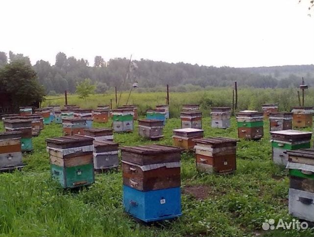 Мед 2024 года Алтайский оптом