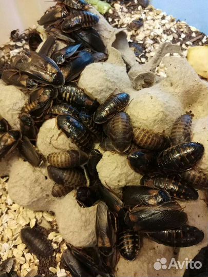 Живой корм для ежей, сов, хорьков