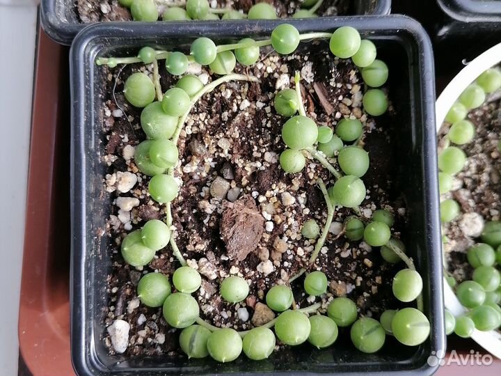 Крестовник роули