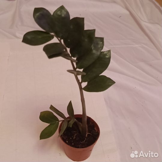 Замиакулькас долларовое дерево