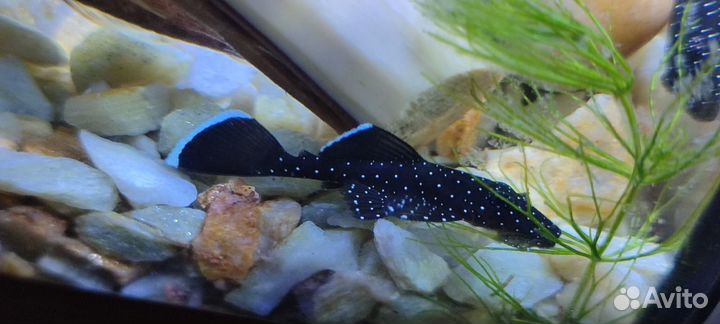 Анциструс звездчатый