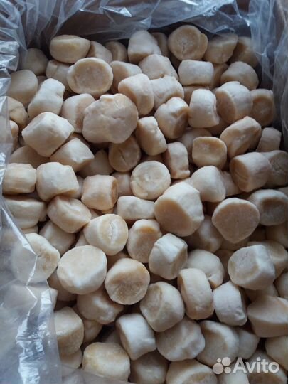 Морской гребешок