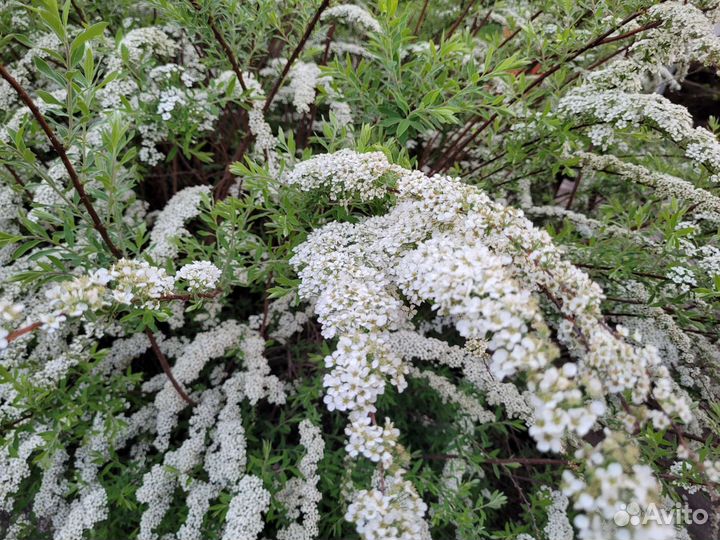 Клематис Ломонос, спирея Грефшейм