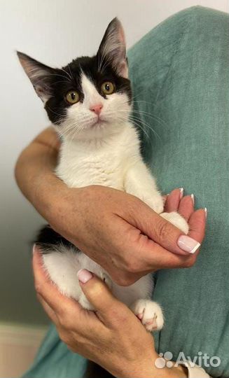 Котенок Китти