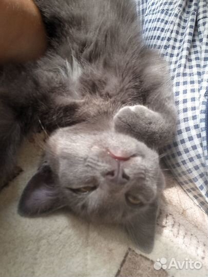 Феликс ищет дом