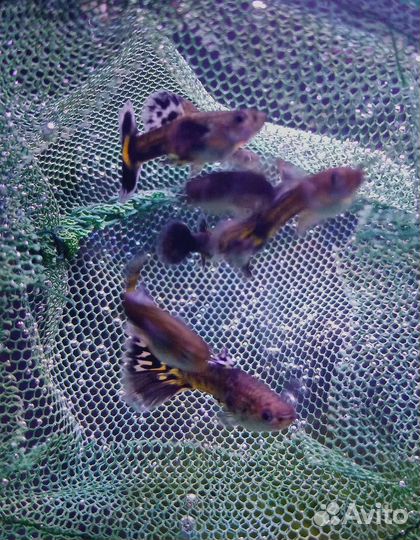 Гуппи чистая линия