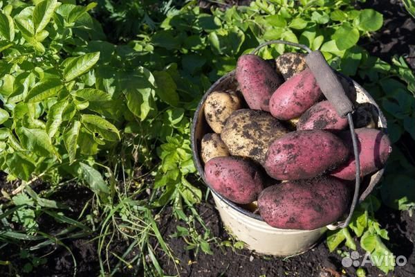 Картофель свежий урожай