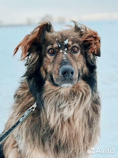 Добряк Франк ждёт семью в приюте