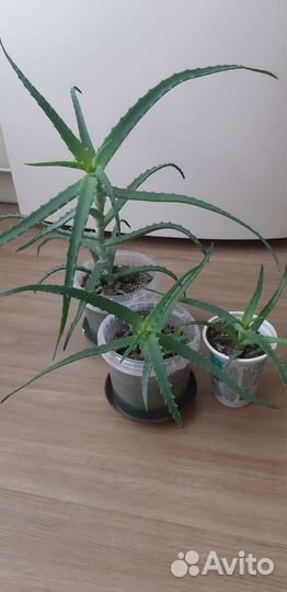 Столетник (алоэ древовидное)