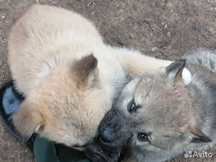 Домашние животные собаки щенки