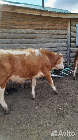 Продам двух бычков