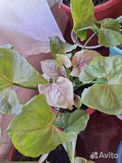 Сингониумы сортовые