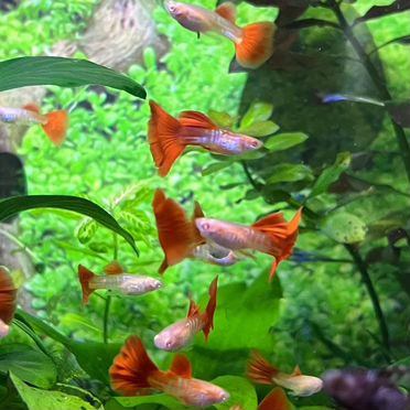 Гуппи чистая линия